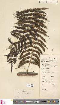 Alsophila orientalis image