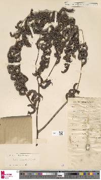 Alsophila orientalis image