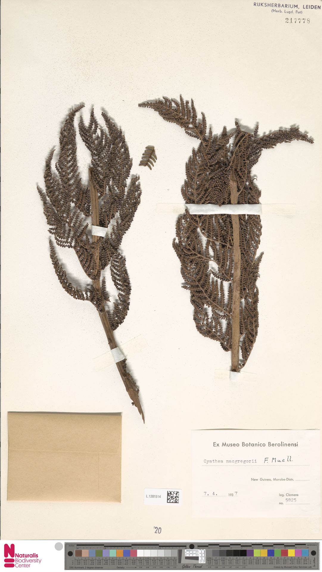 Alsophila macgregorii image