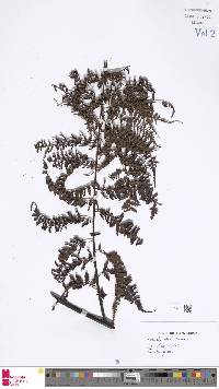 Alsophila hornei image