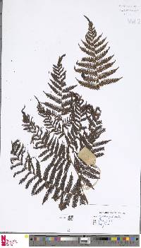 Alsophila geluensis image