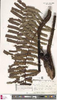 Alsophila gigantea image