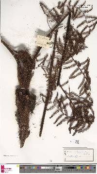 Alsophila biformis image