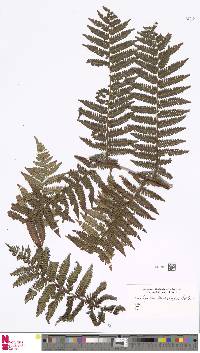 Image of Cyathea brachyphylla