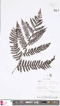 Cyathea alata image