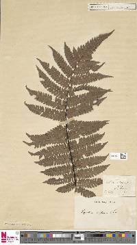 Cyathea affinis image