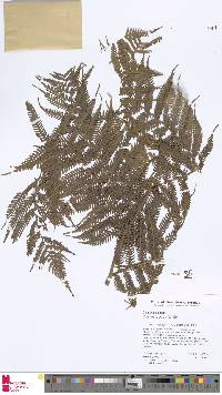 Cyathea arborea image