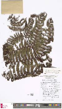 Cyathea brachyphylla image