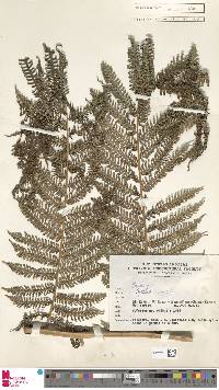 Alsophila polycarpa image