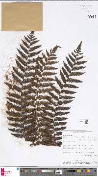 Alsophila vieillardii image