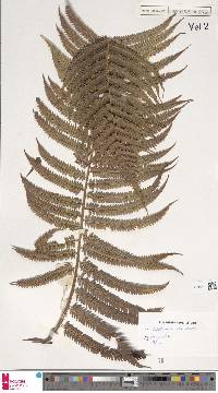 Cibotium arachnoideum image
