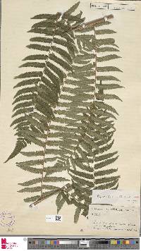 Cyathea atrovirens image