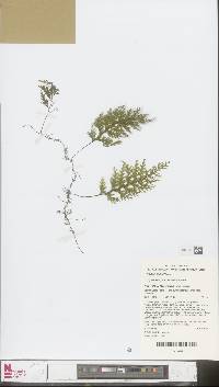 Hymenophyllum javanicum image