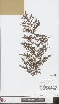Image of Calochlaena villosa