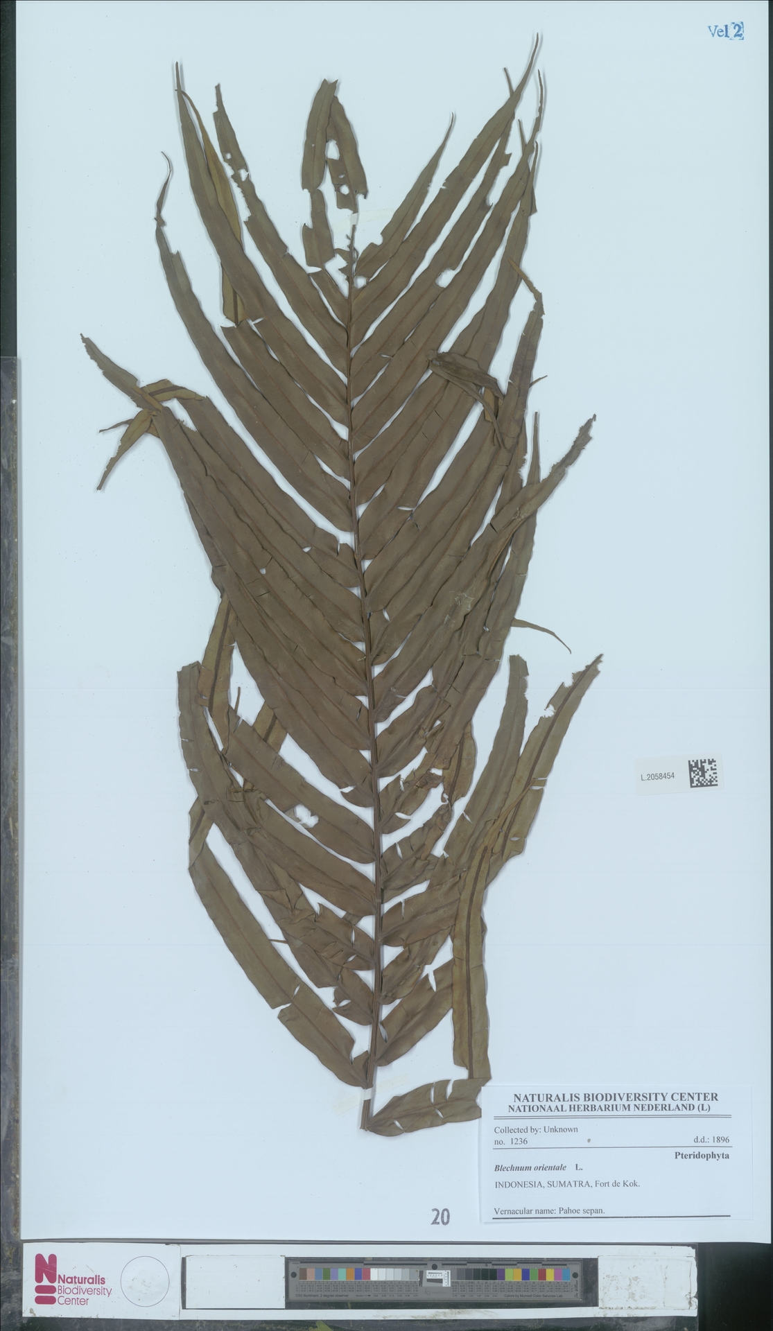 Blechnopsis image