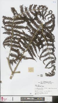 Pteris wallichiana image