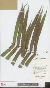 Image of Chingia australis