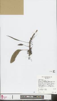 Selliguea caudiformis image