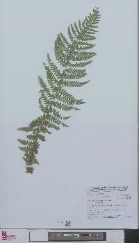 Polystichum aculeatum image