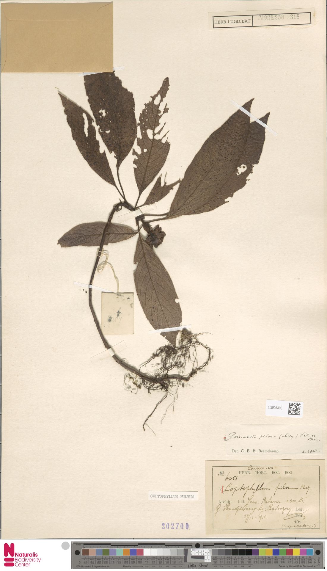 Coptophyllum fulvum image