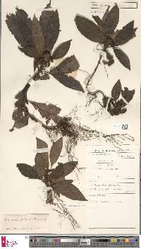 Coptophyllum fulvum image