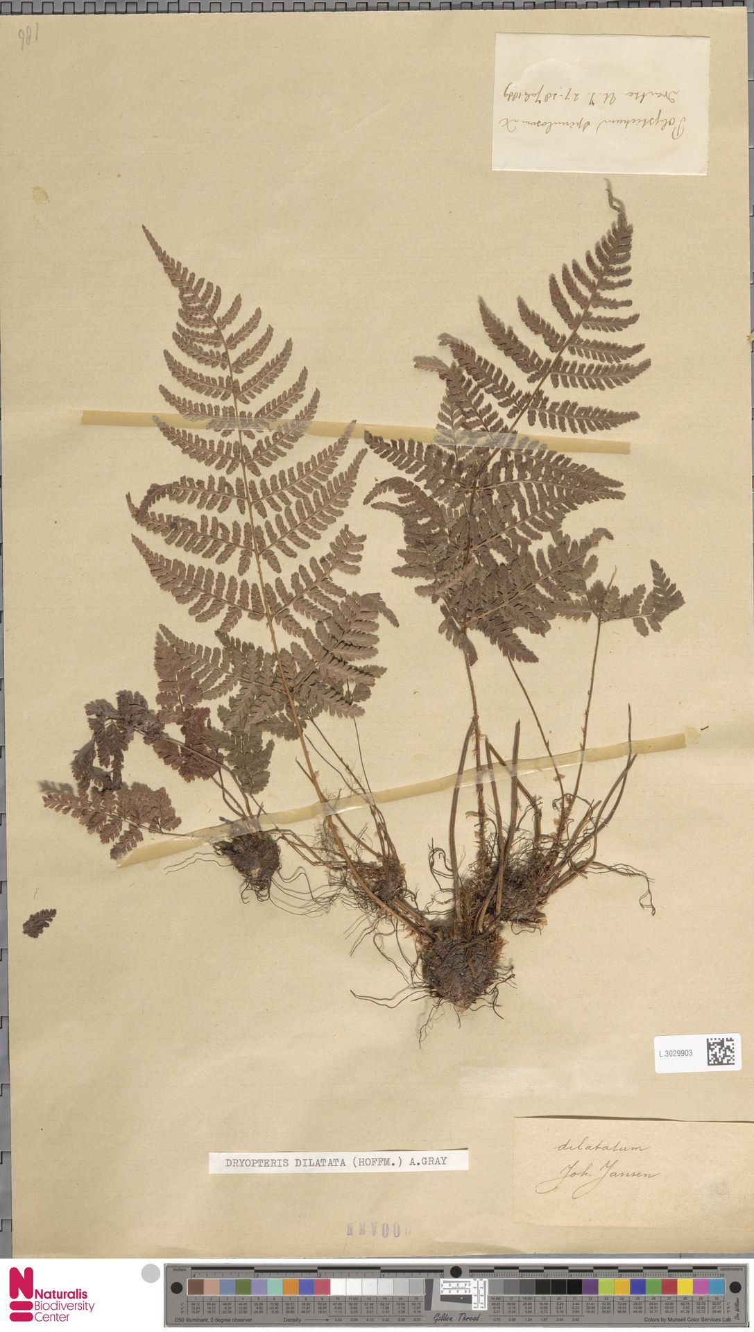 Dryopteris dilatata image