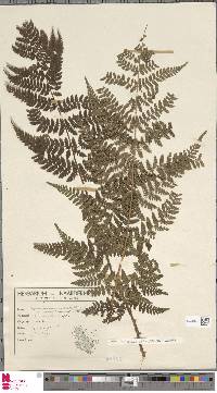 Dryopteris dilatata image