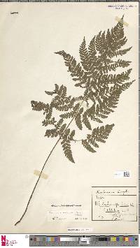 Dryopteris dilatata image