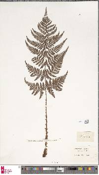 Dryopteris dilatata image