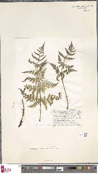 Dryopteris dilatata image