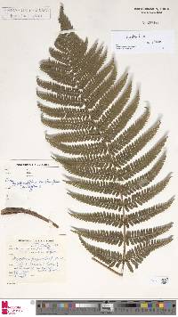 Dryopteris borreri image