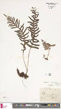 Polypodium interjectum image