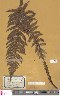 Polystichum aculeatum image