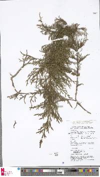 Palhinhaea tomentosa image