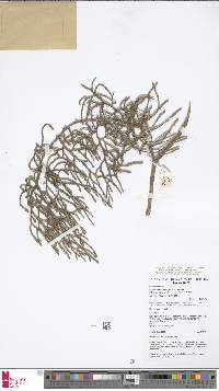 Palhinhaea tomentosa image