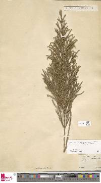 Image of Palhinhaea camporum