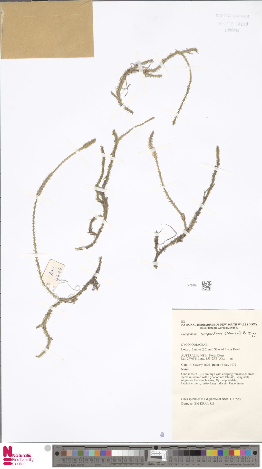 Pseudolycopodiella serpentina image