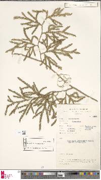 Pseudodiphasium volubile image