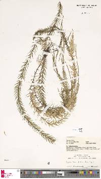 Image of Phlegmariurus filicaulon
