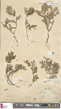 Selaginella sarawakensis image