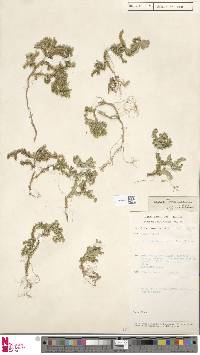 Selaginella thurnwaldiana image