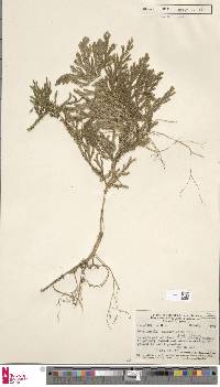 Selaginella thurnwaldiana image