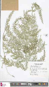 Selaginella braunii image