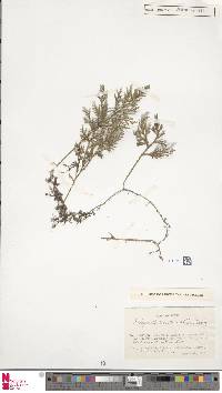 Selaginella involvens image