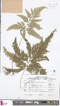 Selaginella biformis image