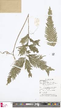 Selaginella wallichii image