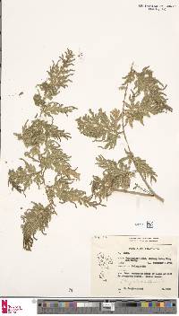 Selaginella willdenowii image