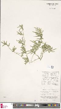 Selaginella braunii image