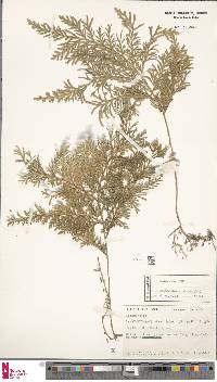 Selaginella involvens image