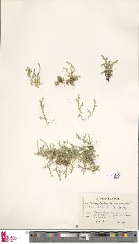 Selaginella helvetica image